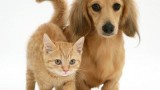 cani e gatti pagano le tasse cani e gatti pagano le tasse