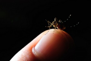 come-combattere-le-zanzare