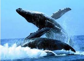 corea-riprende-la-caccia-alle-balene