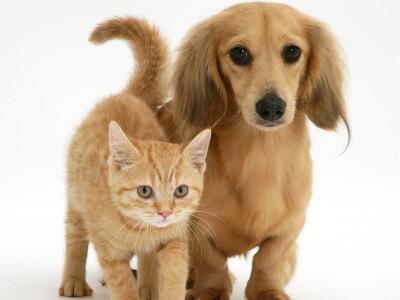 cani e gatti pagano le tasse